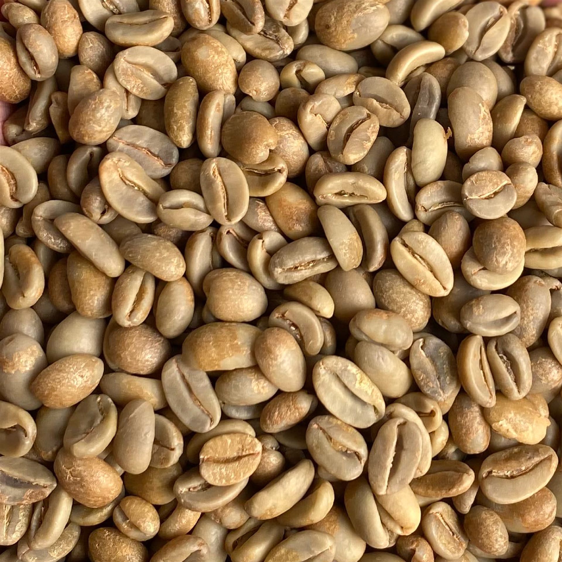 Green Bean, part of the TuangCoffee story in Manggarai, Flores