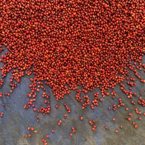 Tuang Coffee - Coffee Cherries Sorting 1