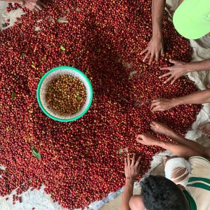 Tuang Coffee - Coffee Cherries Sorting 2