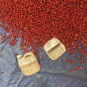 Tuang Coffee - Coffee Cherries Sorting 3