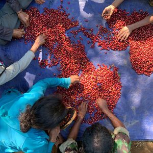 Tuang Coffee - Coffee Cherries Sorting