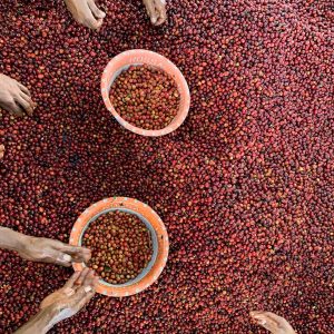 Tuang Coffee - Coffee Cherries Sorting 5