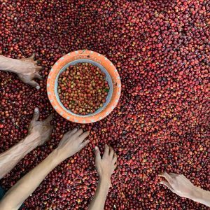Tuang Coffee - Coffee Cherries Sorting 6
