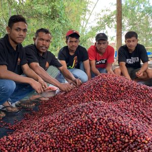 Tuang Coffee - Coffee Cherries Sorting 7