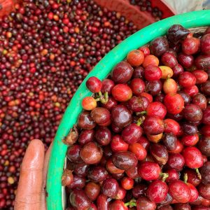 Tuang Coffee - Coffee Cherries Sorting 8