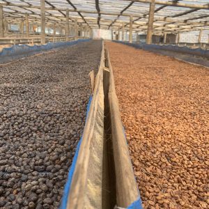 Tuang Coffee - Coffee Cherries Sorting Natural and Black Honey 2