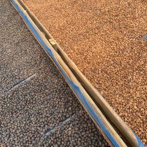 Tuang Coffee - Coffee Cherries Sorting Natural and Black Honey(1)