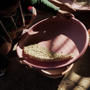 Tuang Coffee - Green Bean Sorting 2