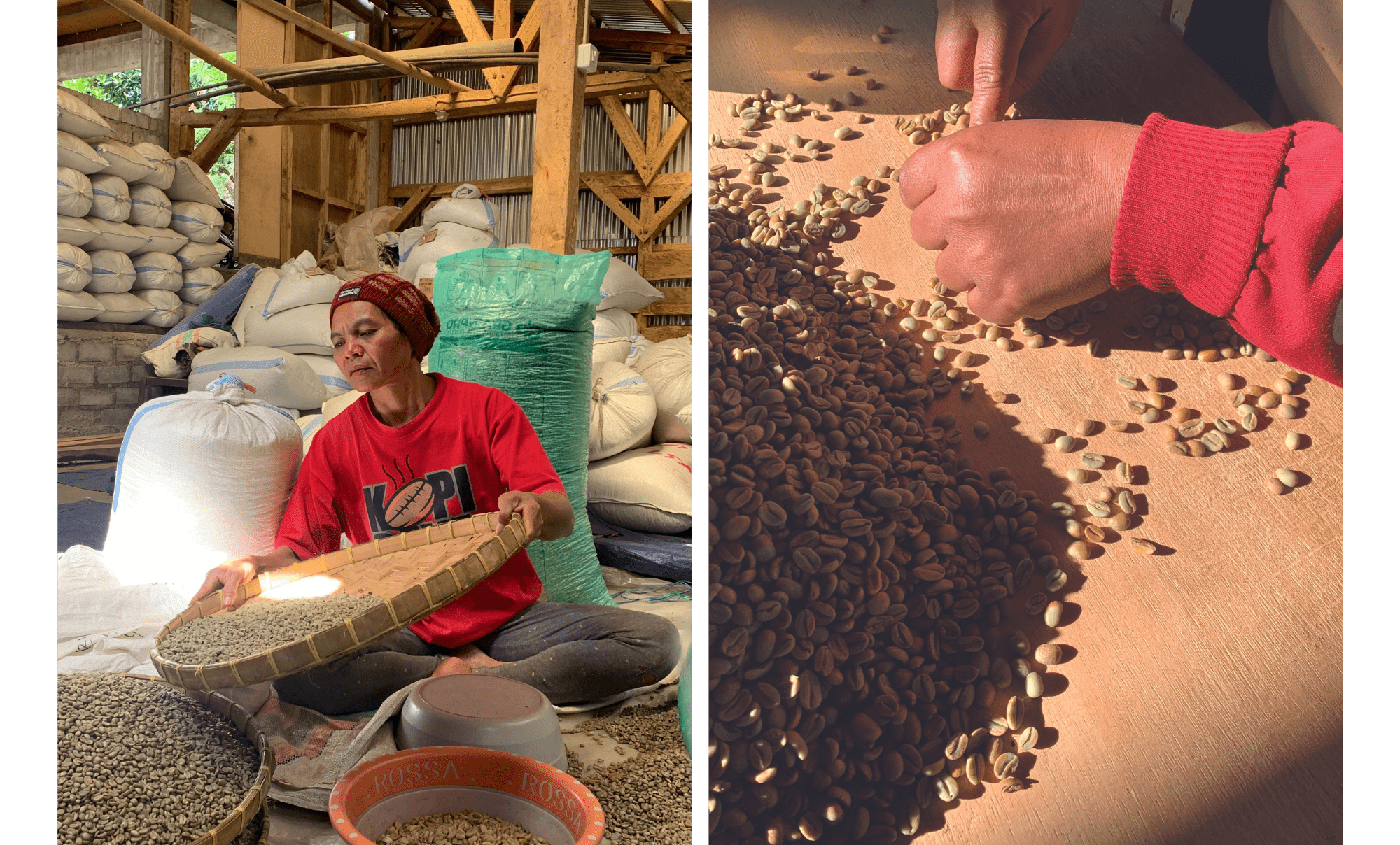 Green Bean Sorting