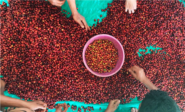 Sorting Cherry Coffee